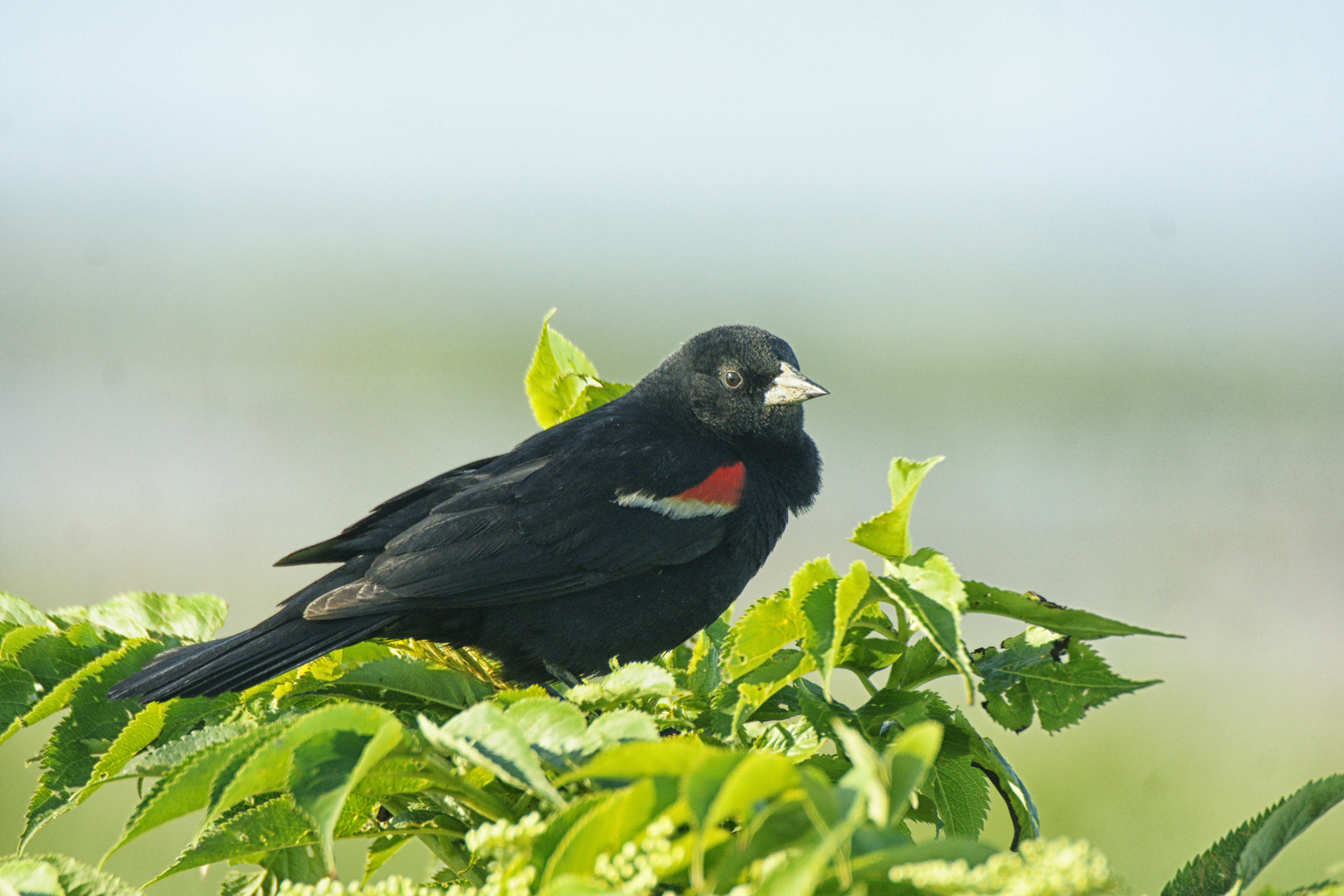 RedWing Blackbird