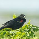 RedWing Blackbird
