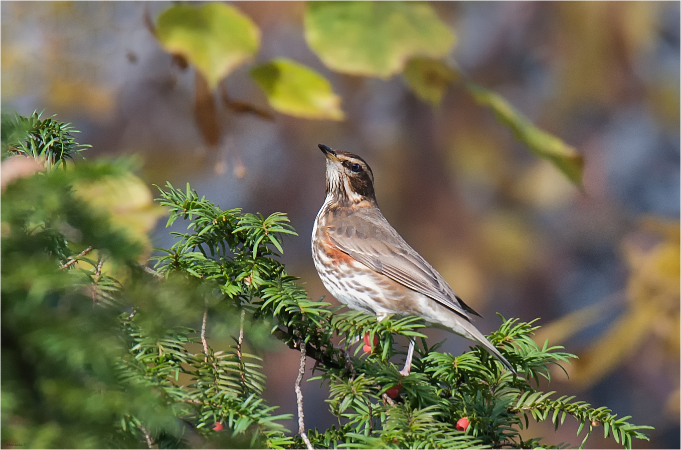 Redwing