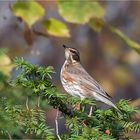 Redwing