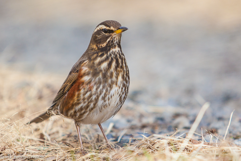 Redwing