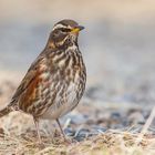 Redwing