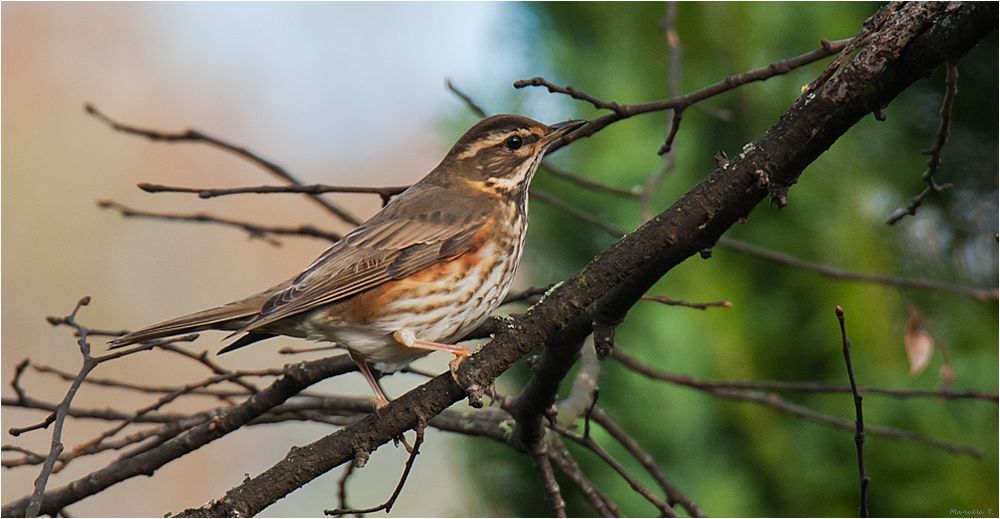 Redwing