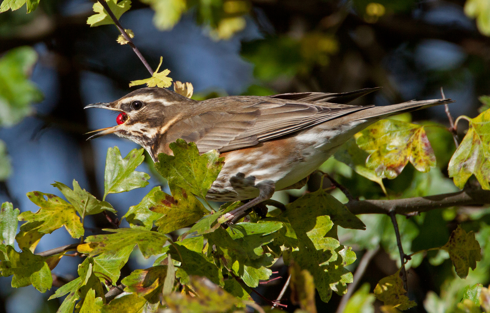 redwing eatting berries