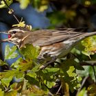 redwing eatting berries