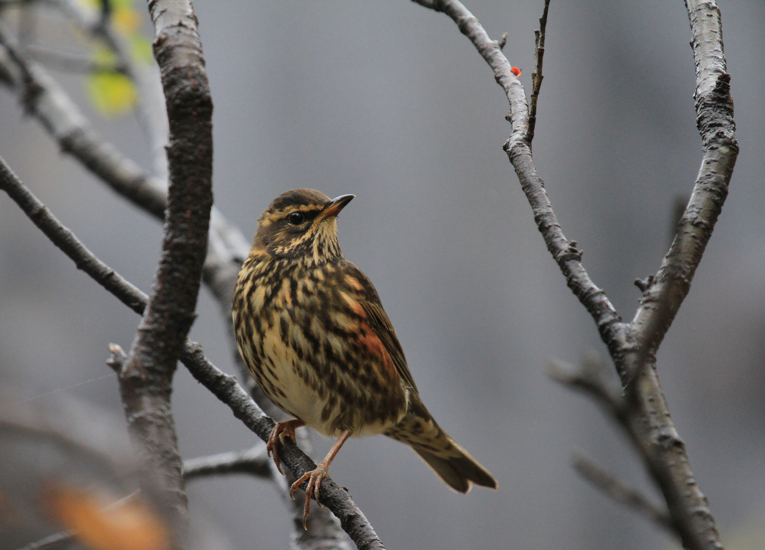 Redwing - Rotdrossel