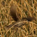 Redwinged Blackbird (female)