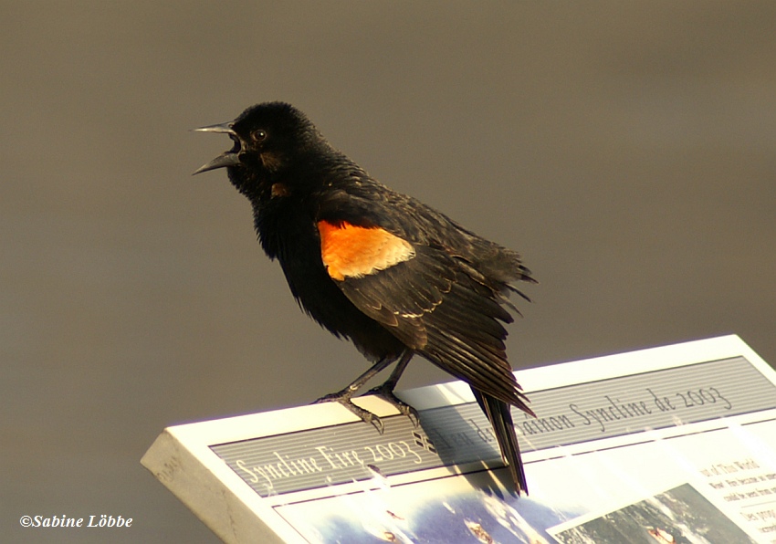 Redwinged Blackbird (male)