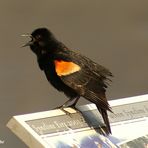 Redwinged Blackbird (male)