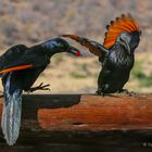 Redwinged Starlings