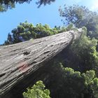 Redwood 1