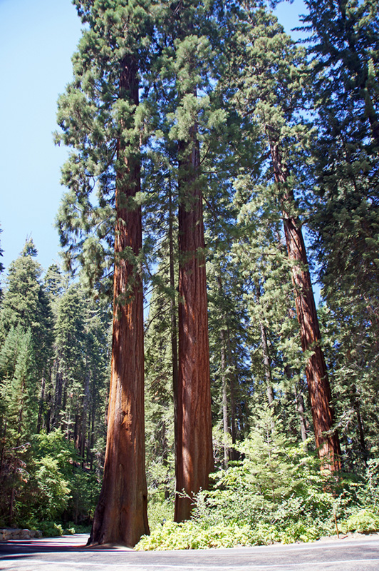 Redwood