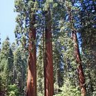 Redwood