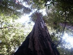 Redwood / Californien