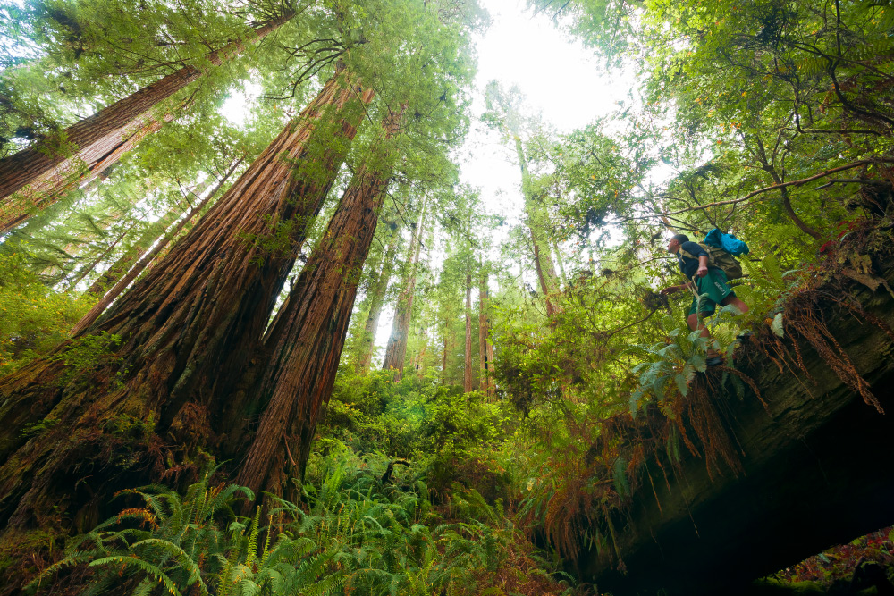 Redwood Forest