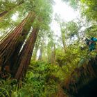 Redwood Forest