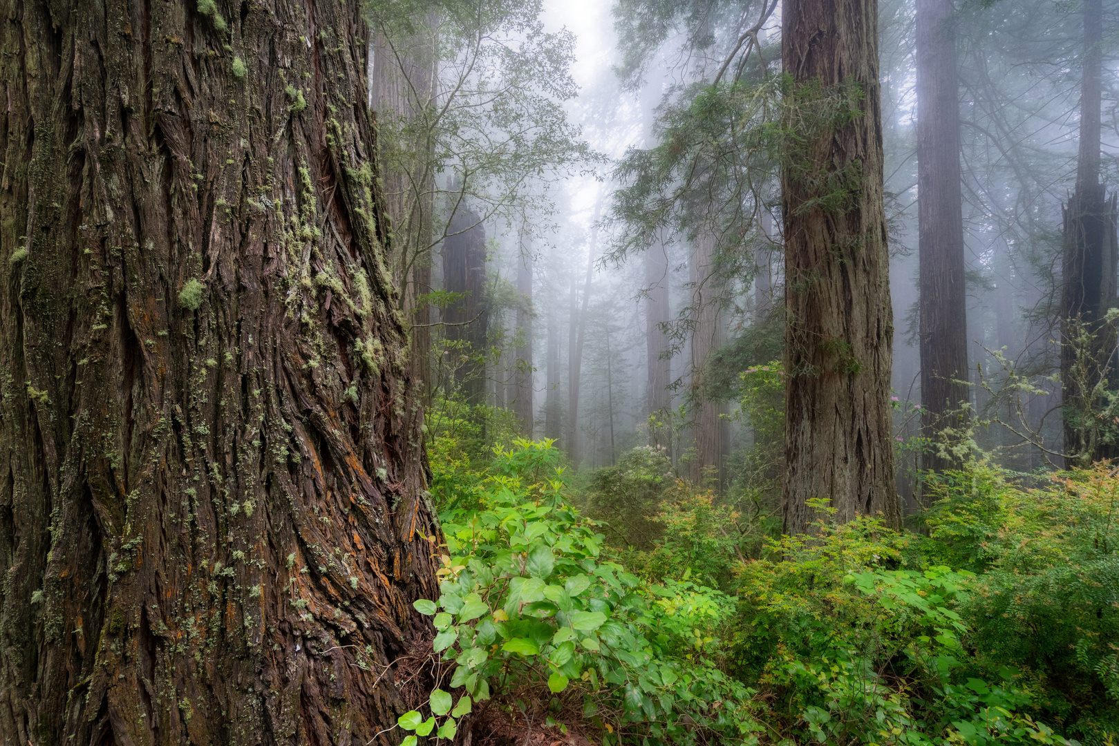 Redwood Forest