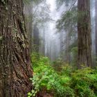 Redwood Forest