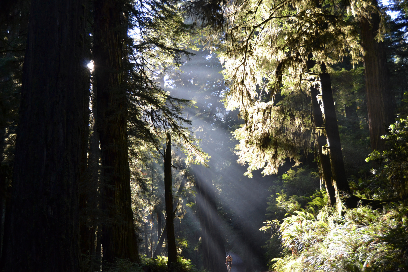 Redwood Forest