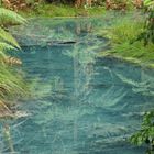 Redwood Forest, Rotorua