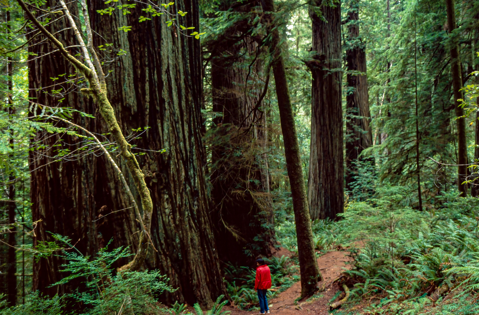 Redwood Giants