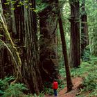 Redwood Giants