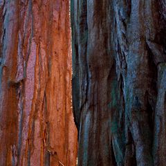 Redwood halb und halb