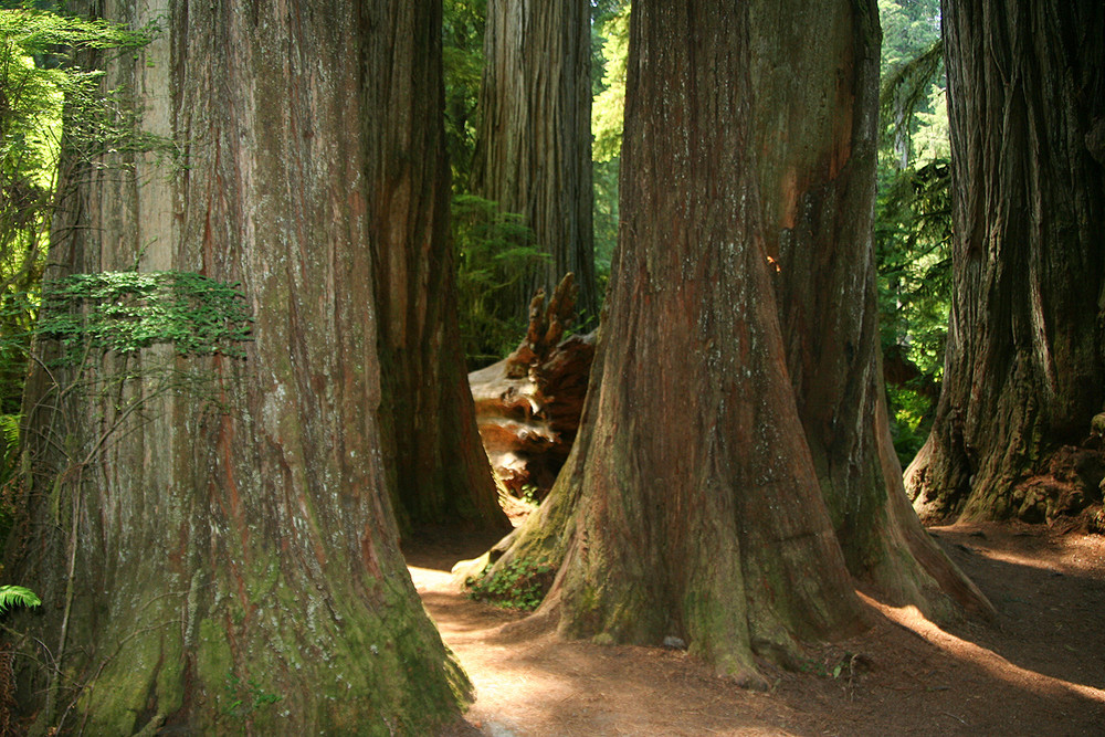 Redwood Nationalpark