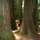 Redwood Nationalpark