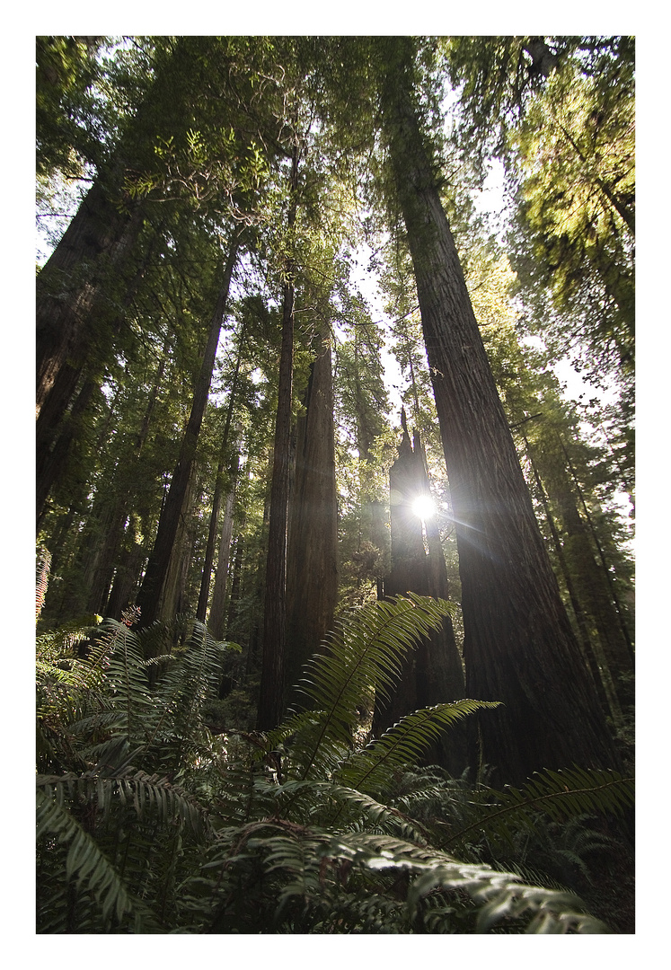 Redwood Nationalpark