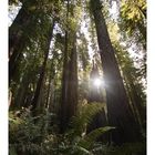 Redwood Nationalpark