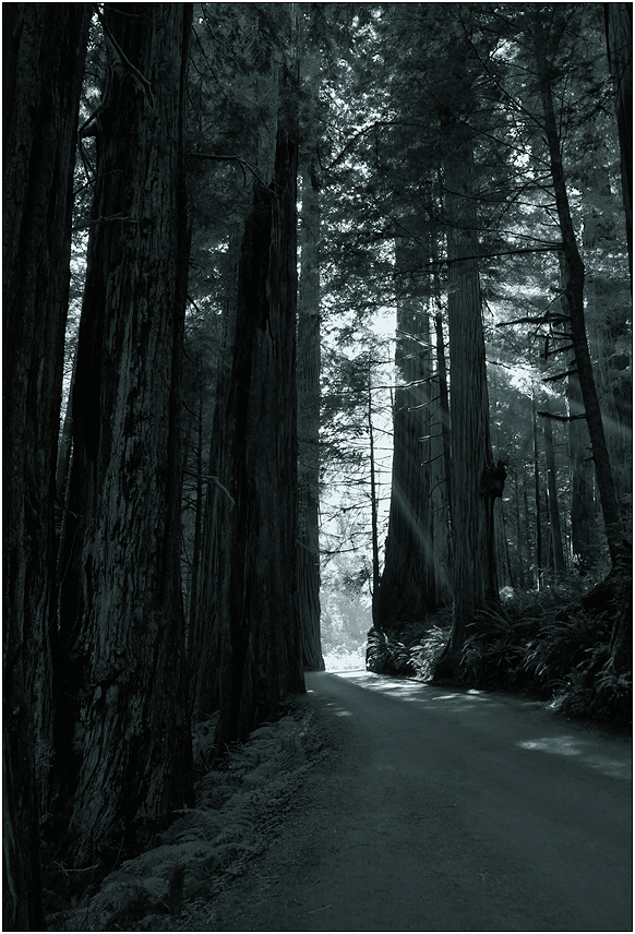 Redwood Nationalpark, USA 2010