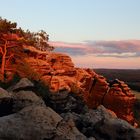 Redwood - Saxon Switzerland