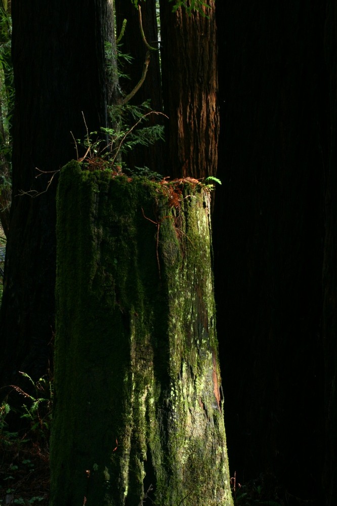 Redwood Stump Flower Pot 2