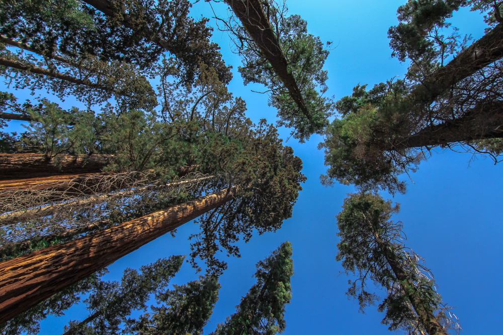 Redwood Trees