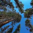 Redwood Trees