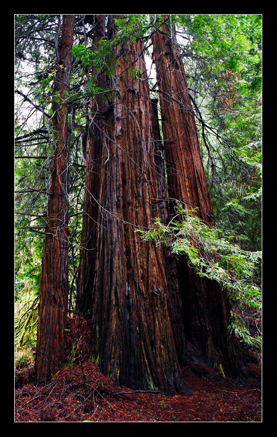 Redwood Trees