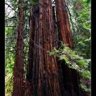 Redwood Trees