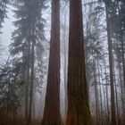 Redwood trees in Süddeutschland