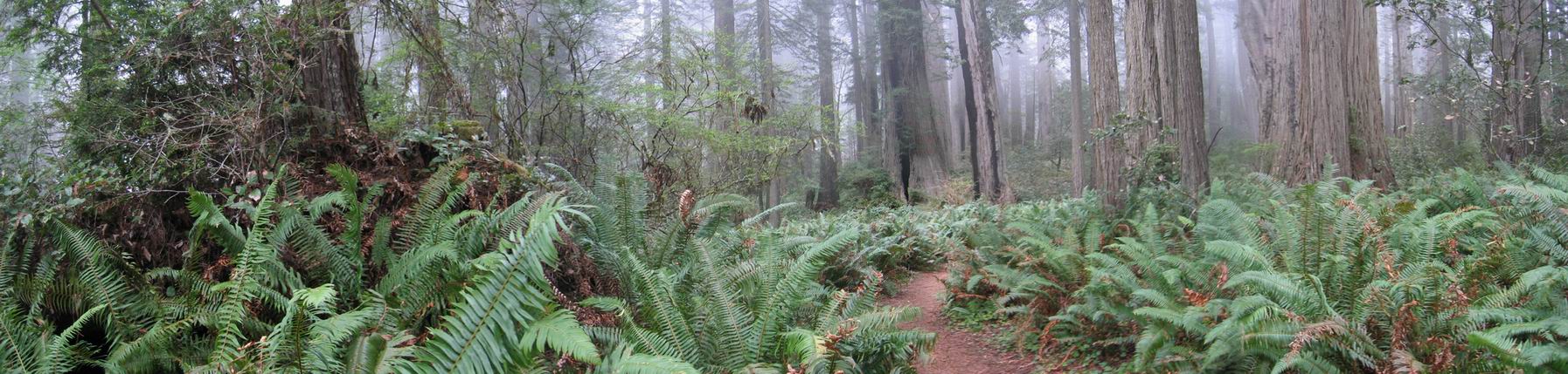 Redwood Waldboden Panorama
