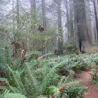 Redwood Waldboden Panorama