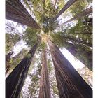 Redwoods