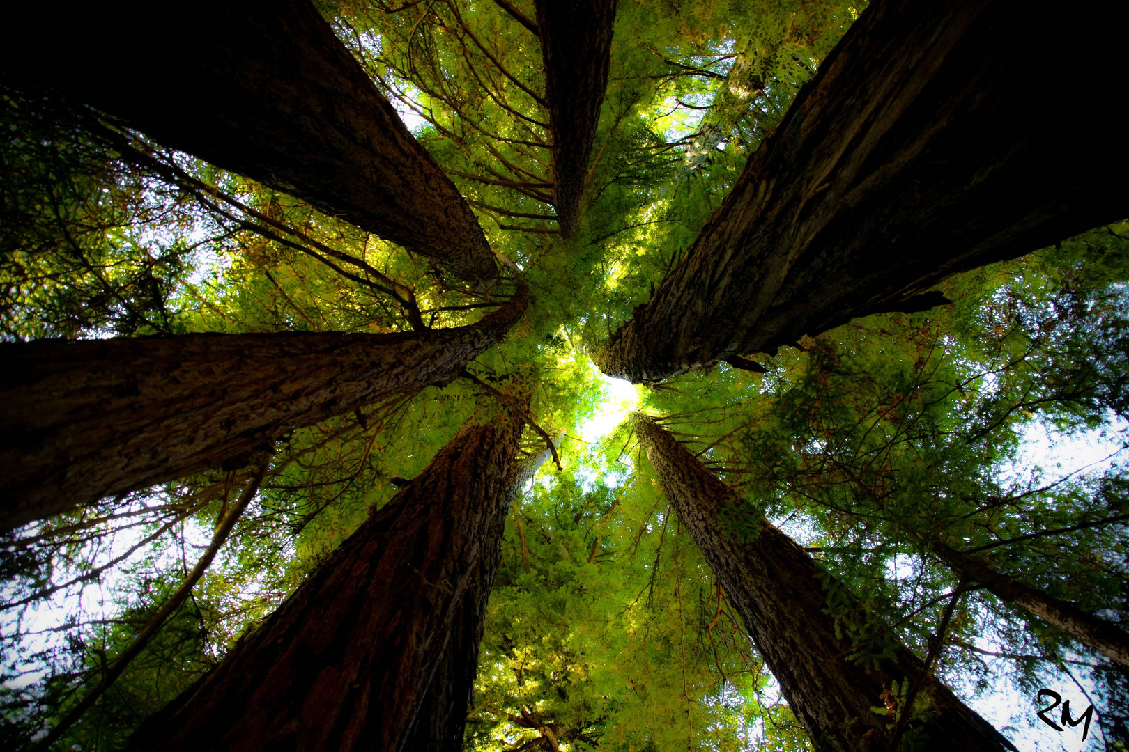 Redwoods