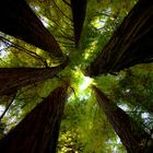 Redwoods