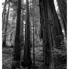 Redwoods