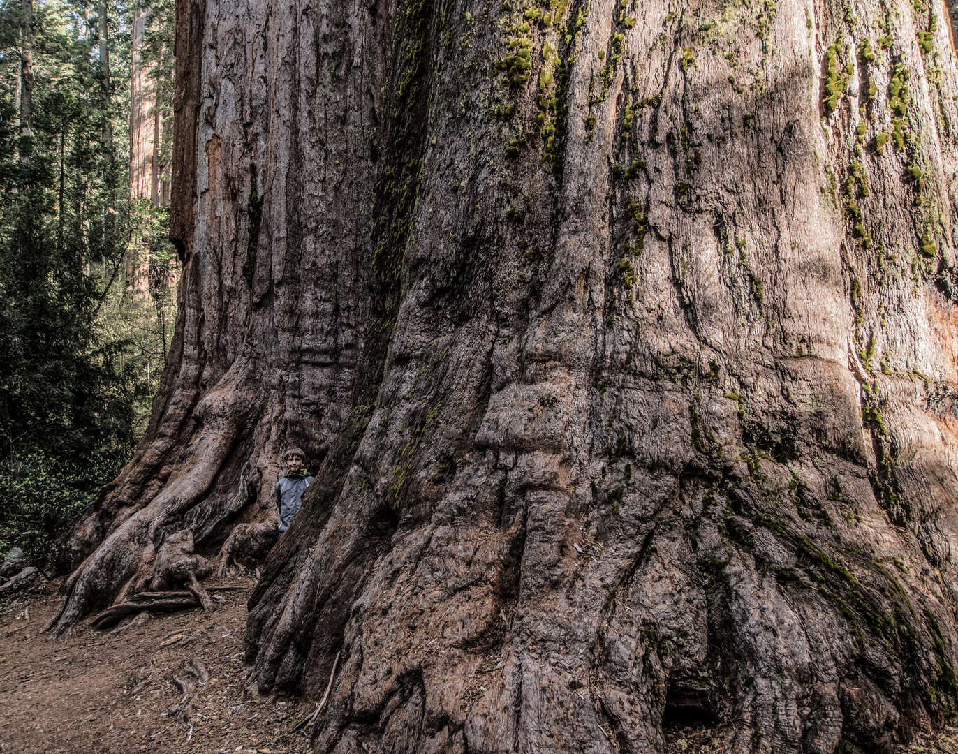 Redwoods