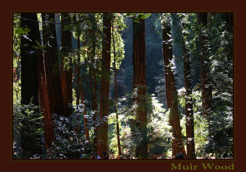 Redwoods im Muir Wood