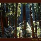 Redwoods im Muir Wood