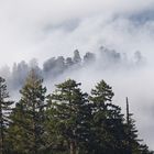 Redwoods in Mist