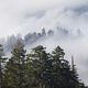 Redwoods in Mist